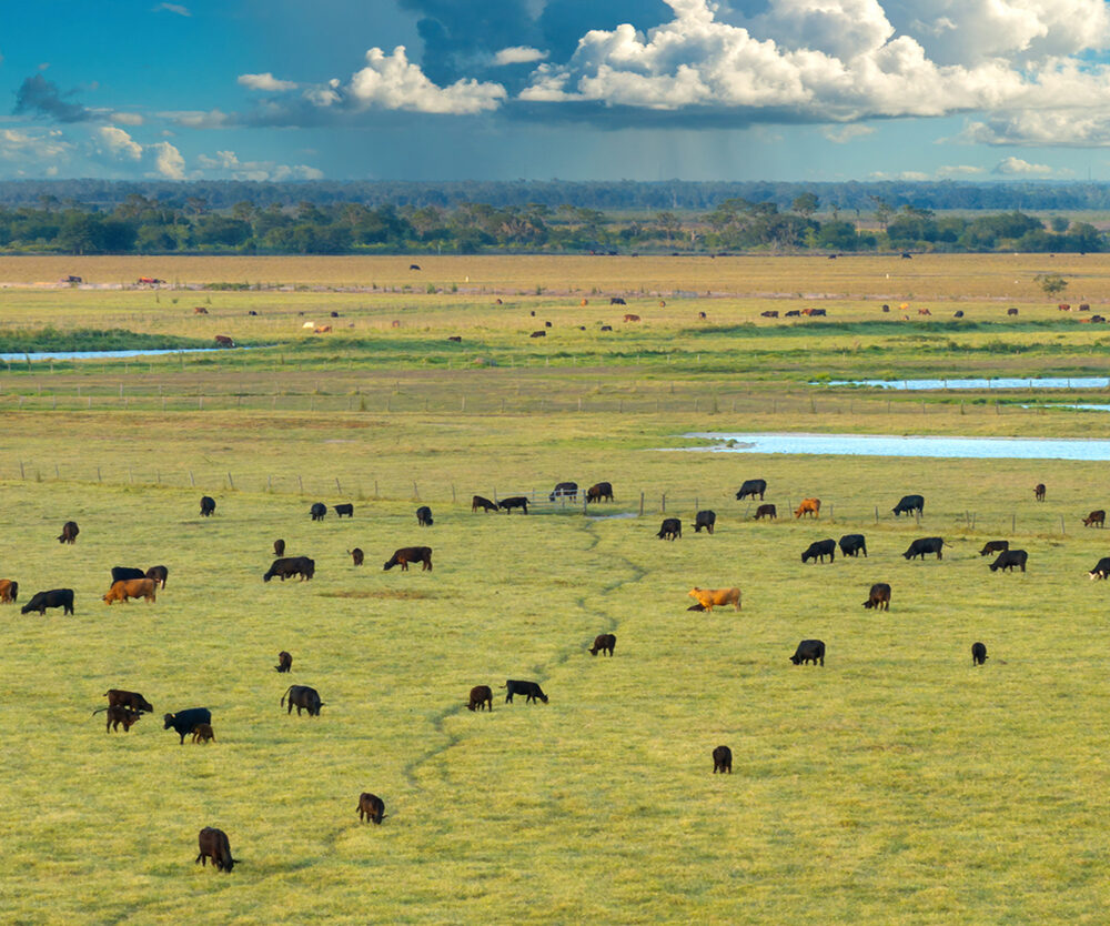 Eine Gruppe von Rindern auf einer Weide aus der Vogelperspektive mit einem weiten Horizont