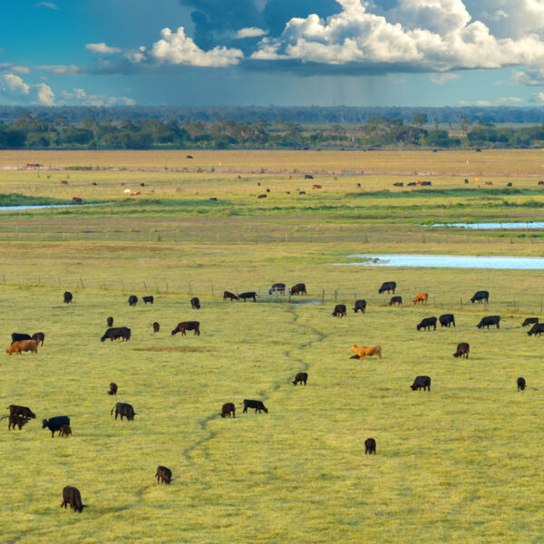 Eine Gruppe von Rindern auf einer Weide aus der Vogelperspektive mit einem weiten Horizont