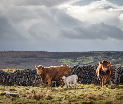 Zwei braune Rinder und ein Kalb in einer Landschaft in Irland schauen den Betrachter an