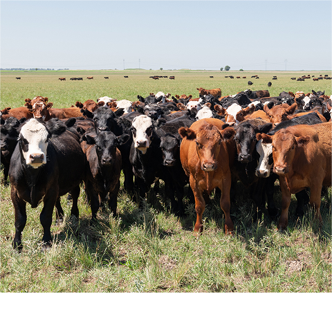 Eine Gruppe von Rindern mit unterschiedlichen Fellfarben