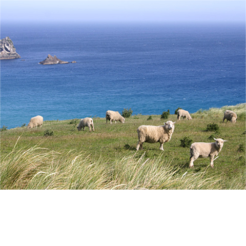 Neuseeländische Lämmer weiden auf einer Wiese, im Hintergrund ist das Meer zu sehen