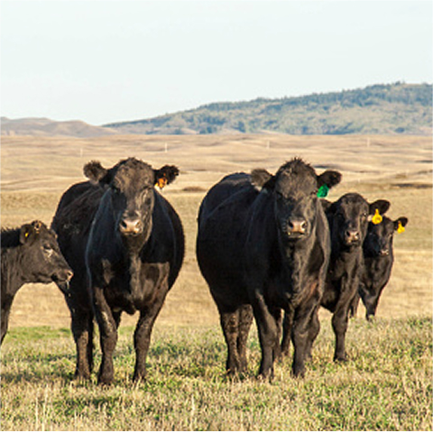 Schwarze Rinder auf einer Weide schauen den Betrachter an