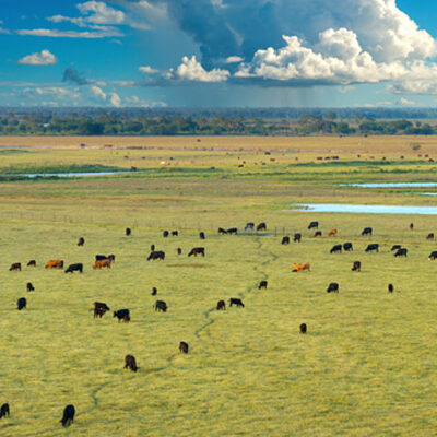Eine Gruppe von Rindern auf einer Weide aus der Vogelperspektive mit einem weiten Horizont