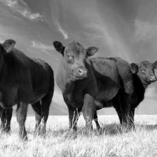 Schwarze Rinder auf einer Weide
