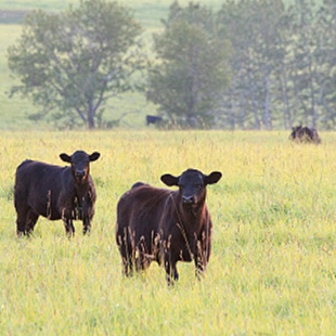 Eine Gruppe von schwarzen Rinder auf einer Weide in Uruguay