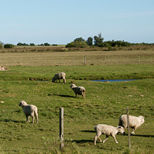 Lämmer auf einer eingezäunten Wiese