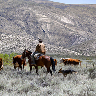 Ein Reiter mit einem Hund neben einer Gruppe von Rindern