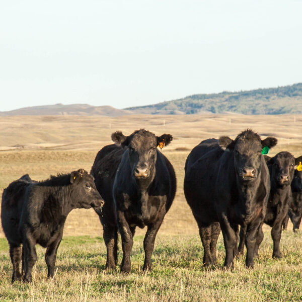 Schwarze Rinder auf einer Weide schauen den Betrachter an