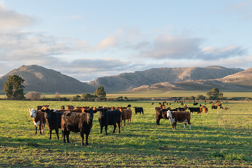 Eine Gruppe von Rindern auf einer Weide, im Hintergrund sind Berge zu sehen