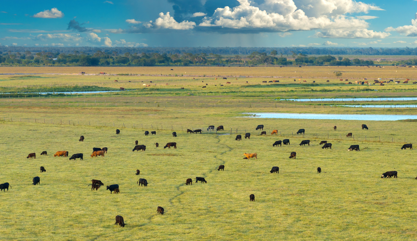 Eine Gruppe von Rindern auf einer Weide aus der Vogelperspektive mit einem weiten Horizont