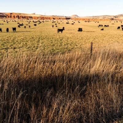 Eine Gruppe von Rindern auf einer Weide