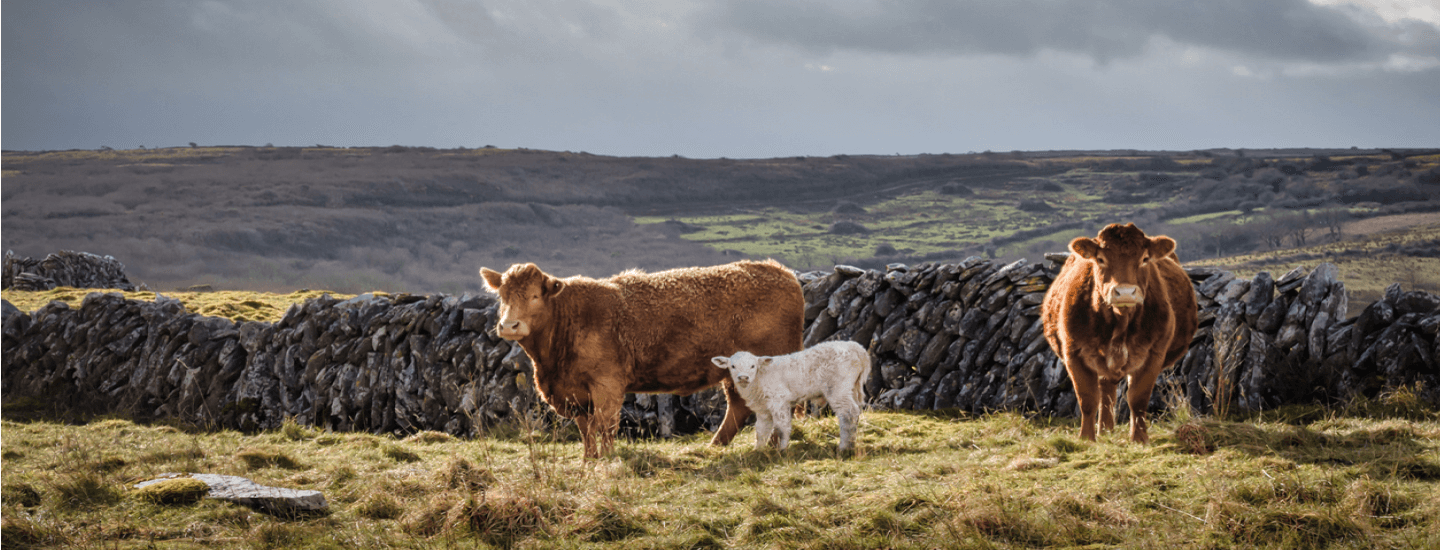 Zwei braune Rinder und ein Kalb in einer Landschaft in Irland schauen den Betrachter an
