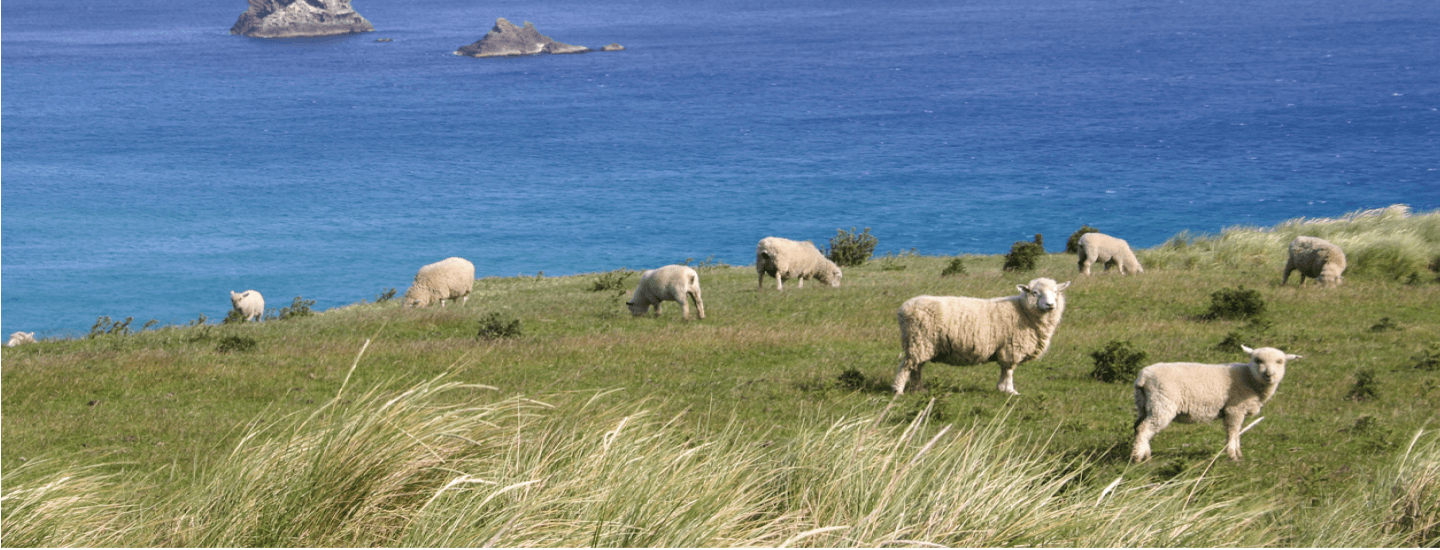 Neuseeländische Lämmer weiden auf einer Wiese, im Hintergrund ist das Meer zu sehen