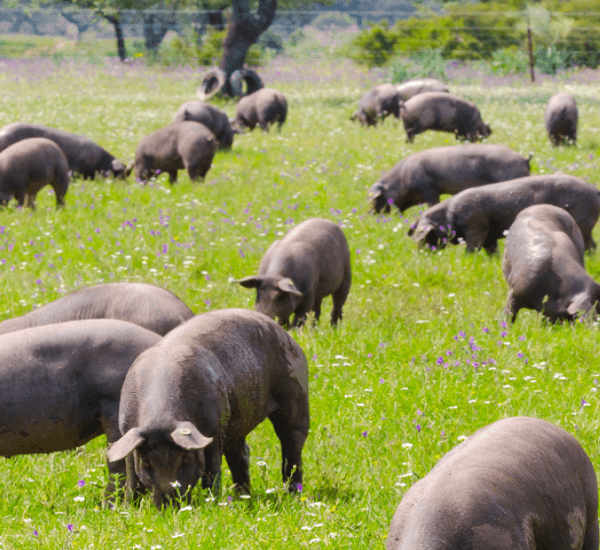 Eine Gruppe von spanischen Schweinen fressen auf einer grünen Wiese