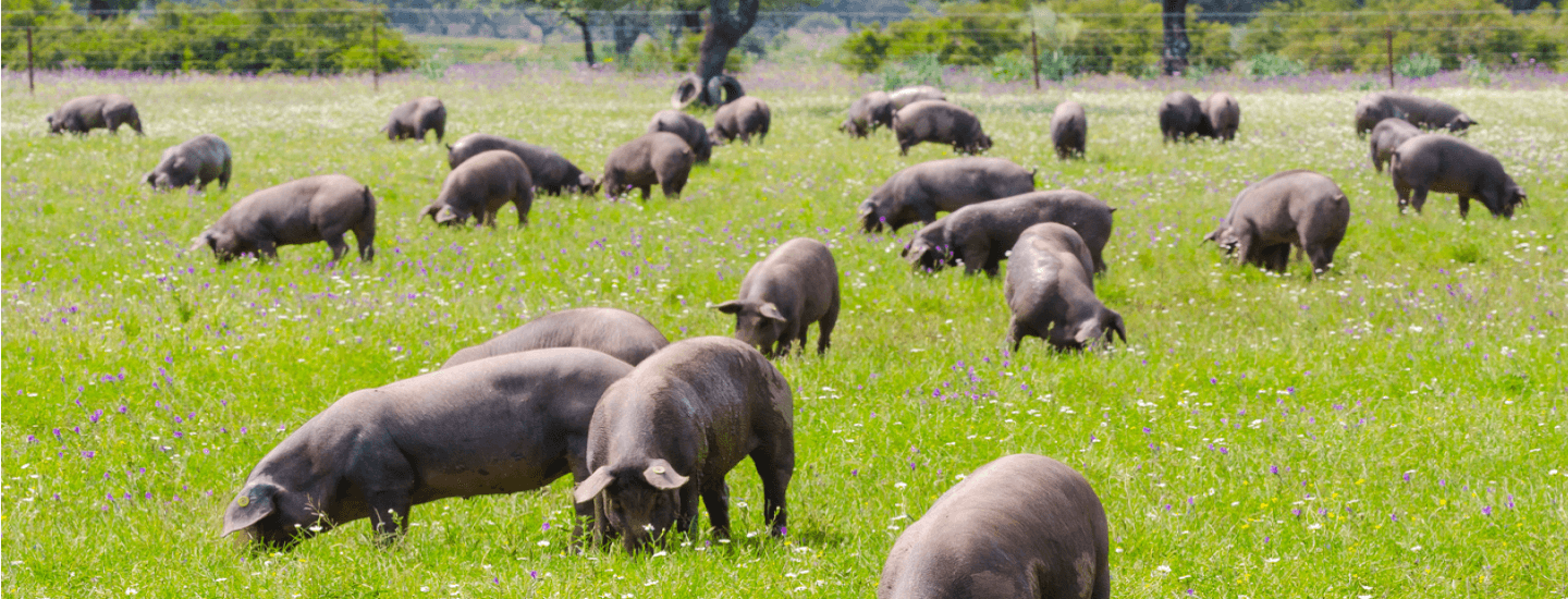 Eine Gruppe von spanischen Schweinen fressen auf einer grünen Wiese