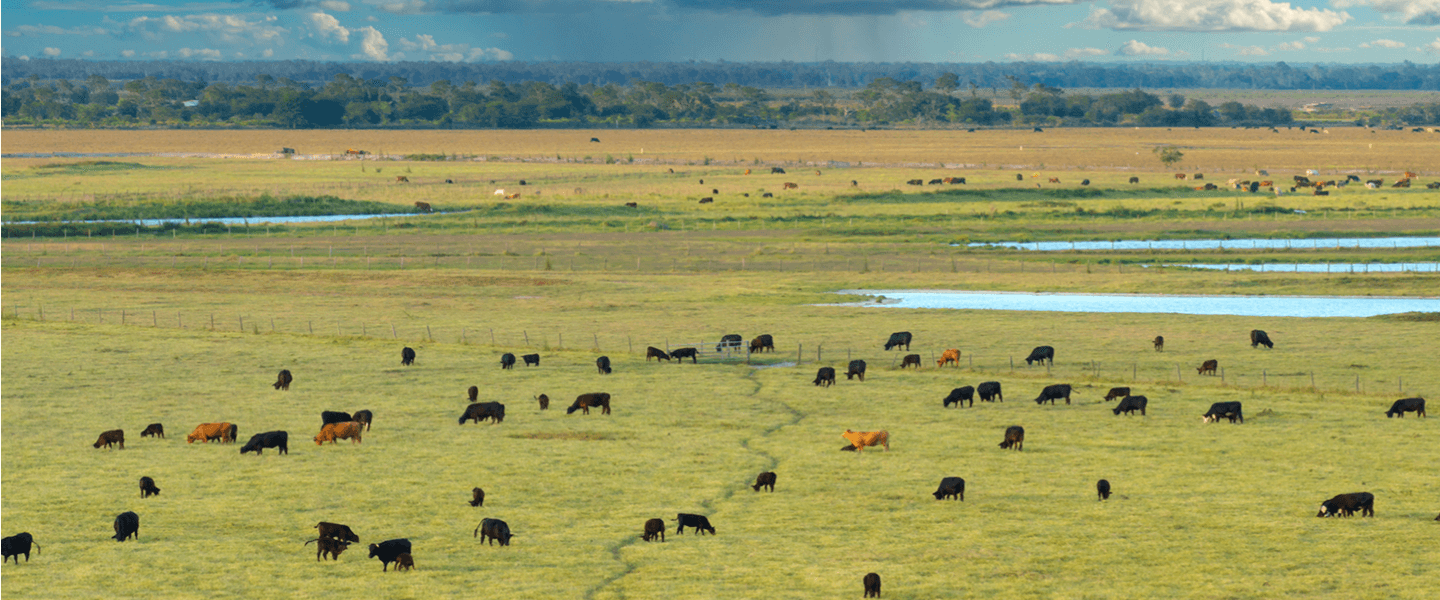 Eine Gruppe von Rindern auf einer Weide aus der Vogelperspektive mit einem weiten Horizont