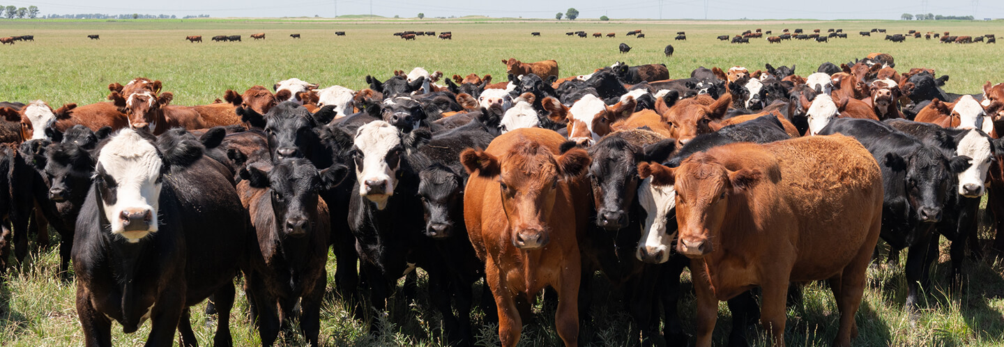 Eine Gruppe von Rindern mit unterschiedlichen Fellfarben