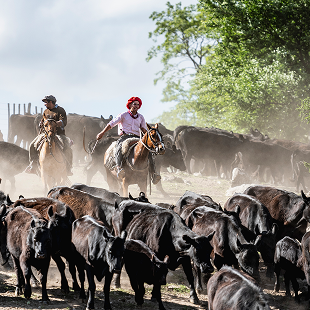 Zwei Reiter in Argentinien treiben eine Rinderherde vor sich her