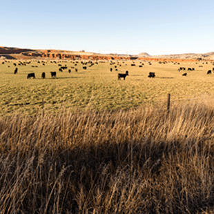 Eine Gruppe von Rindern auf einer Weide