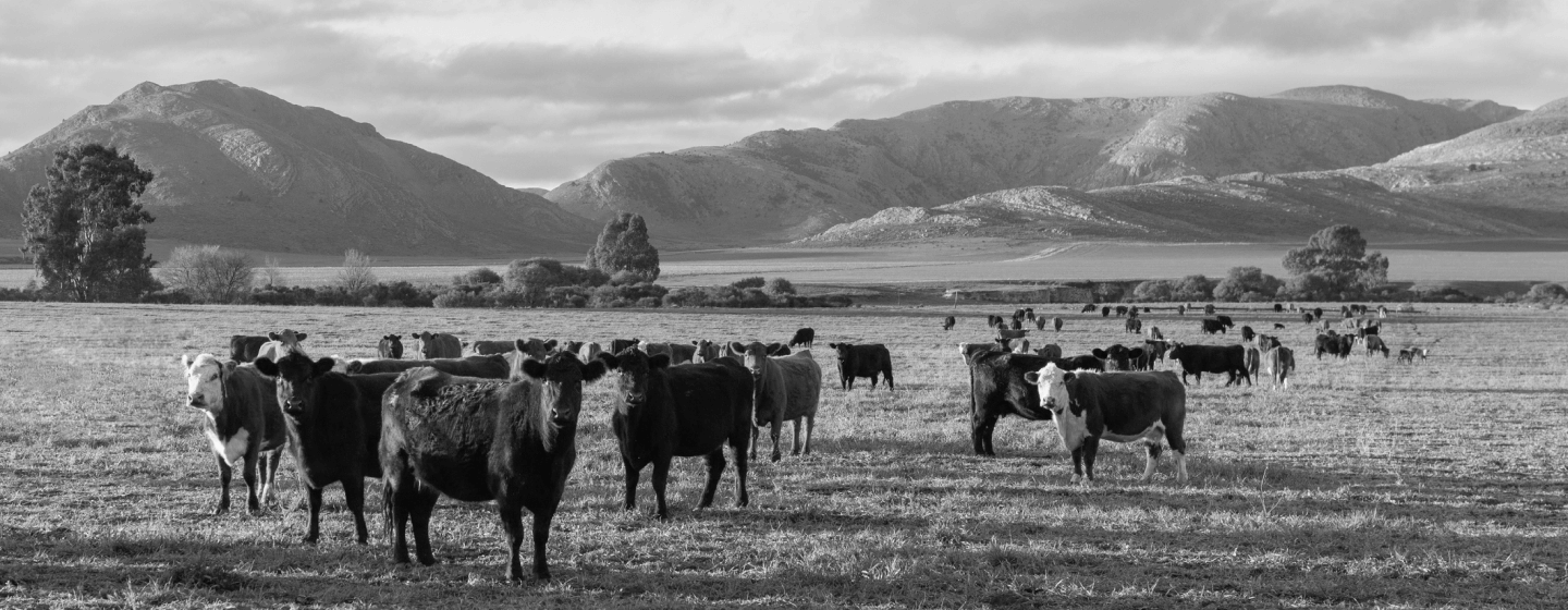 Eine Gruppe von Rindern auf einer Weide, im Hintergrund sind Berge zu sehen