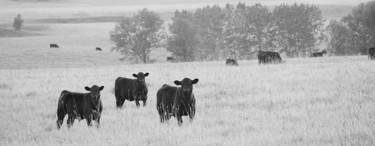 Eine Gruppe von schwarzen Rinder auf einer Weide in Uruguay