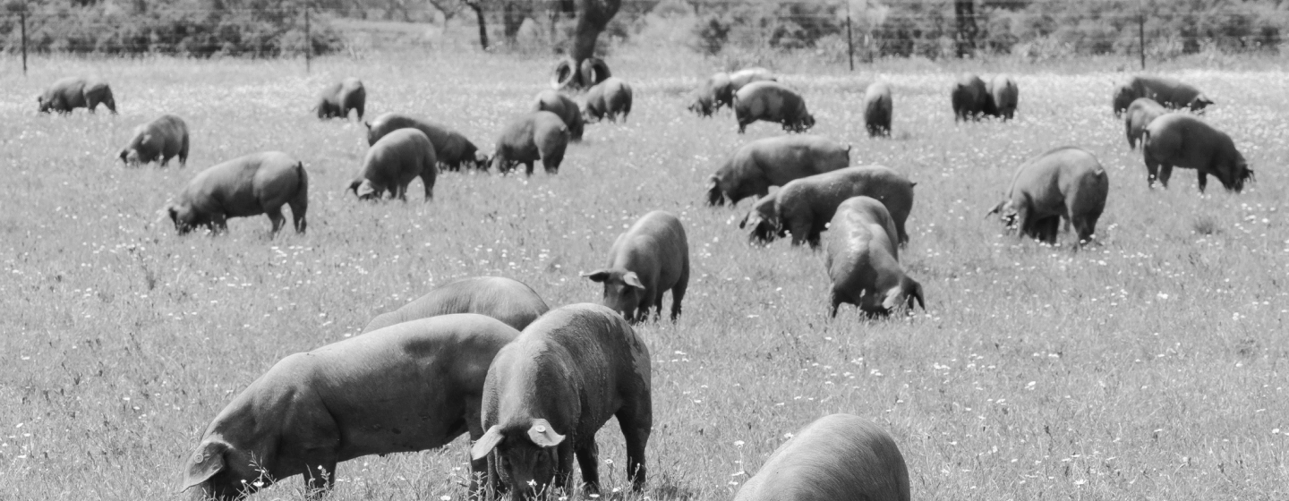 Eine Gruppe von spanischen Schweinen fressen auf einer Wiese