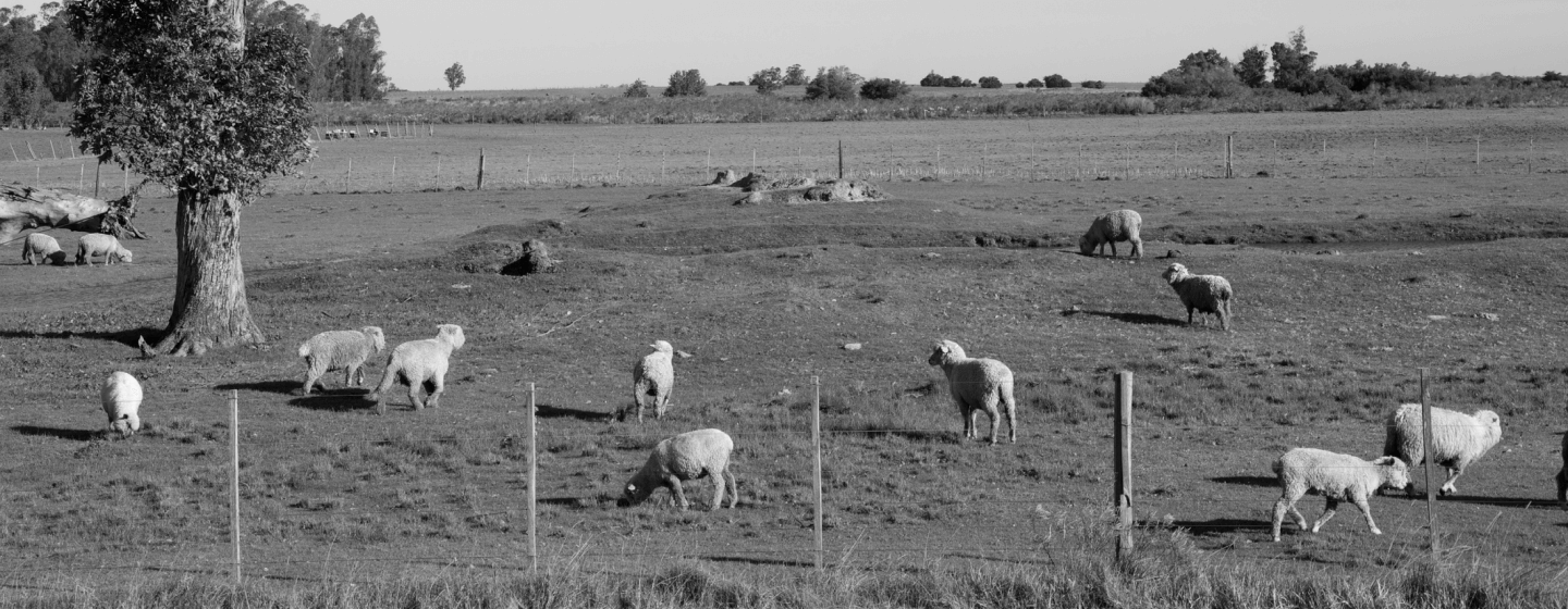 Lämmer auf einer eingezäunten Wiese
