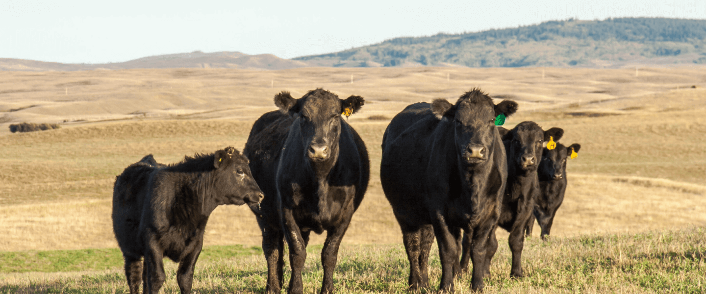 Schwarze Rinder auf einer Weide schauen den Betrachter an
