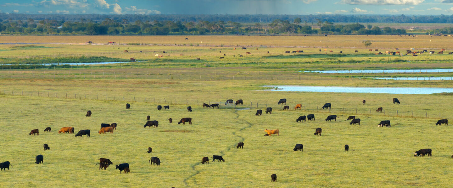 Eine Gruppe von Rindern auf einer Weide aus der Vogelperspektive mit einem weiten Horizont