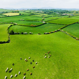 Eine grüne Weidelandschaft in Irland aus der Vogelperspektive