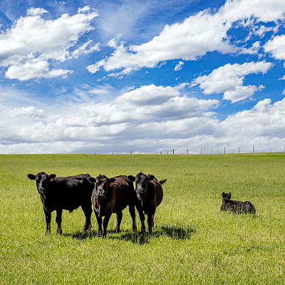 Eine Gruppe von schwarzen Rindern vor einem blauen Himmel auf einer Weide in Irland