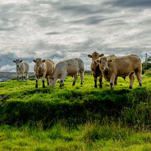 Eine Herde Rinder auf einer grünen Weide in Irland