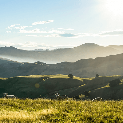 Eine Hügellandschaft mit Lämmern