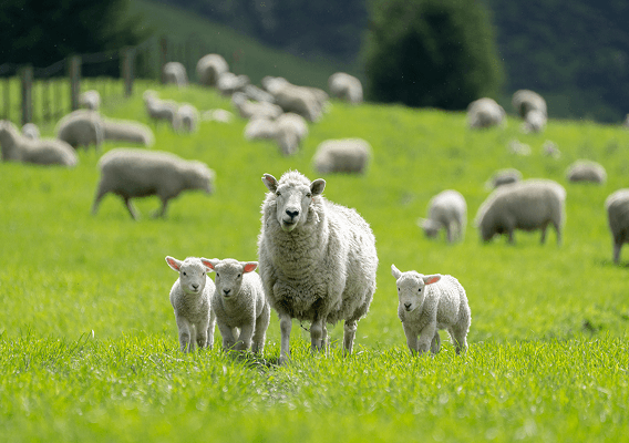 Eine grüne Wiese mit einem Lamm und drei Lämmchen im Vordergrund, dahinter weidende Lämmer