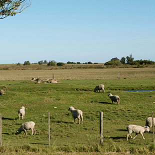 Lämmer auf einer eingezäunten Wiese