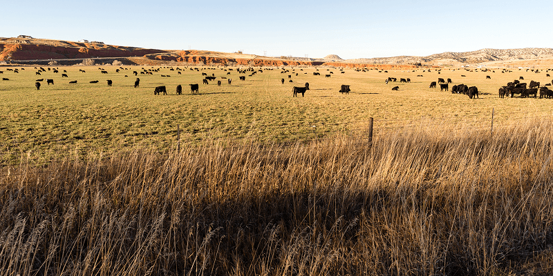 Eine Gruppe von Rindern auf einer Weide