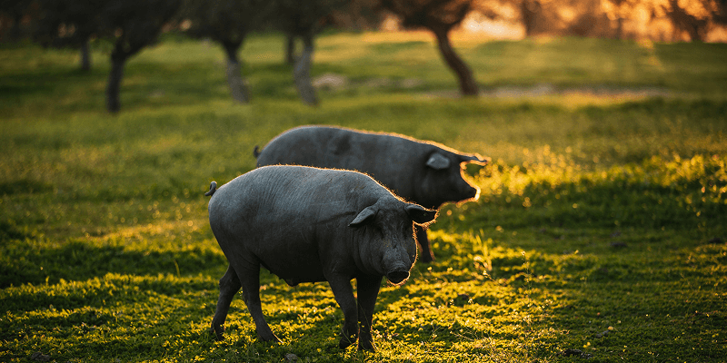 Zwei spanische Schweine auf einer Weide im Abendlicht
