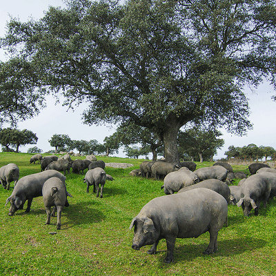 Eine Gruppe von spanischen Schweinen auf einer grüne Wiese unter einem großen Baum