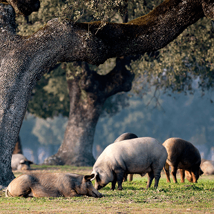 Spanische Schweine auf einer Weide unter einem Baum