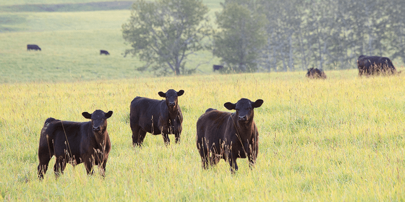 Eine Gruppe von schwarzen Rinder auf einer Weide in Uruguay