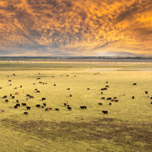 Eine Gruppe von Rindern auf einer Weide aus der Vogelperspektive mit Abendstimmung