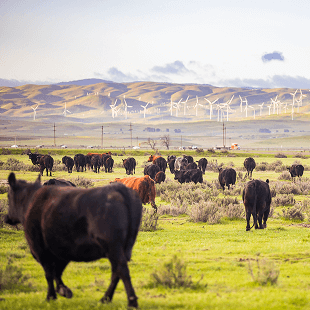 Rinder in den USA auf einer Weide