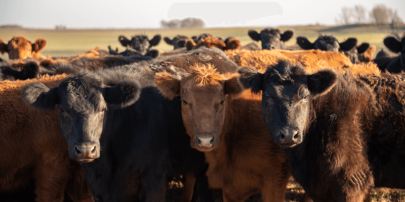 Drei Rinder im Fokus schauen den Betrachter an