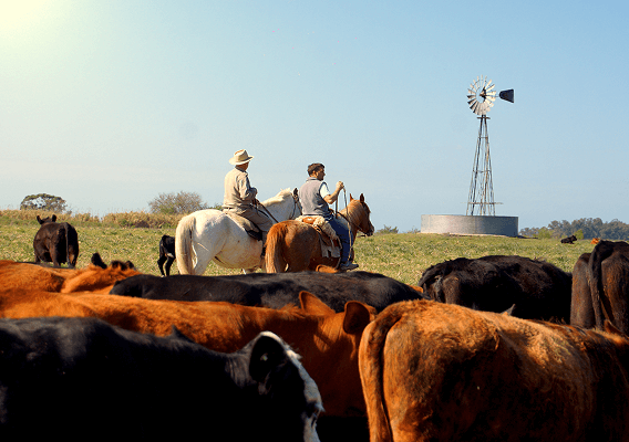 Zwei Reiter auf einer Rinderweide in den USA