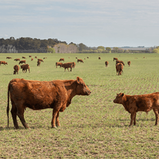 Eine Gruppe von hellbraunen Rindern auf einer Weide in den USA