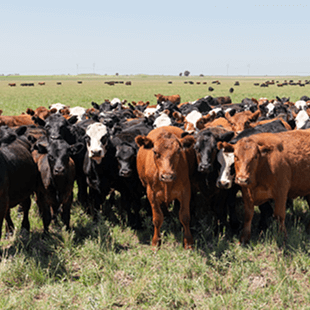 Eine Gruppe von Rindern mit unterschiedlichen Fellfarben
