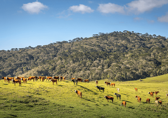 Eine Gruppe von Rindern auf einer hügeligen Weide
