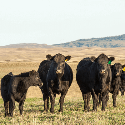 Schwarze Rinder auf einer Weide schauen den Betrachter an