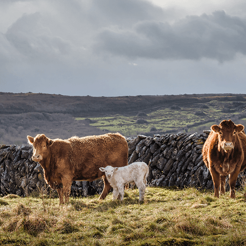Zwei braune Rinder und ein Kalb in einer Landschaft in Irland schauen den Betrachter an